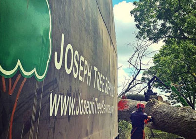 Tree Removal