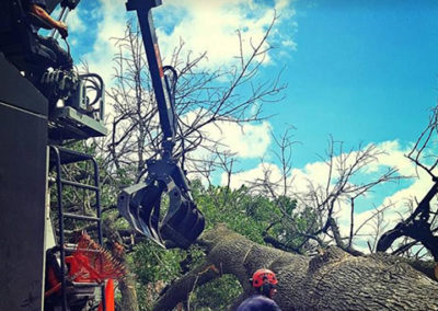 Tree Removal