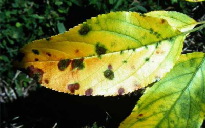 The Dreaded Mulch Volcano