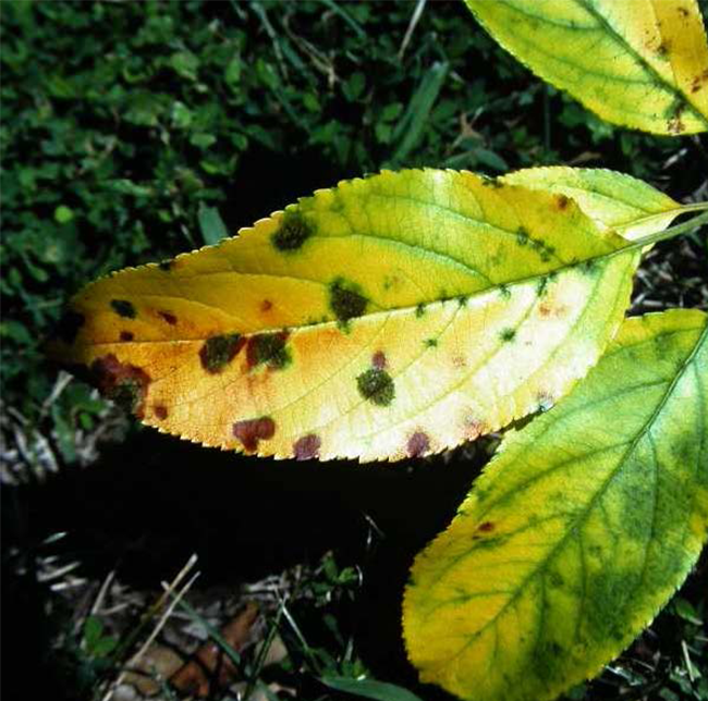 The Dreaded Mulch Volcano