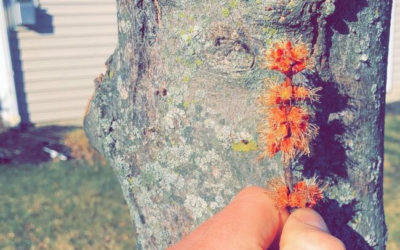 Urban Trees and Spring