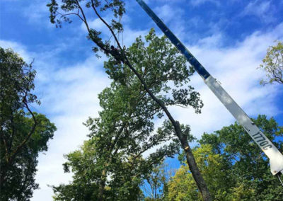 Tree Trimming