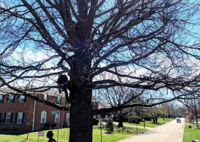 Tree Trimming Services