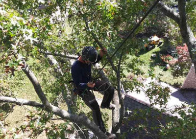 Tree Trimming