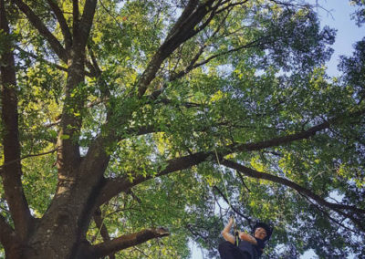 Tree Trimming Services