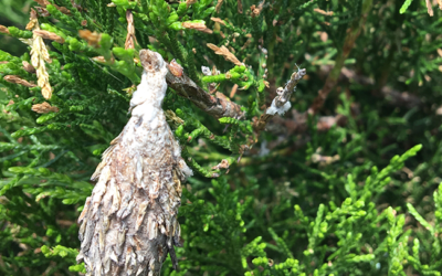 Apple Scab, Bagworm and Black Knot