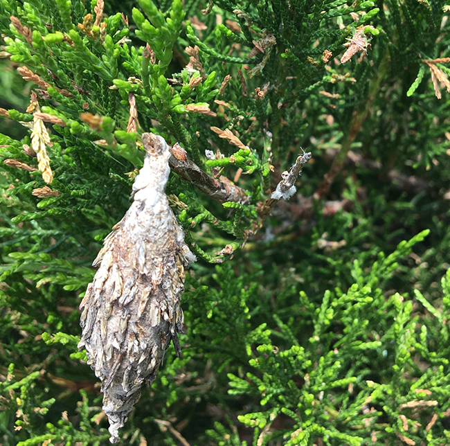 Apple Scab, Bagworm and Black Knot