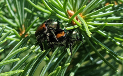 Japanese Beetle, Scales, and Summer