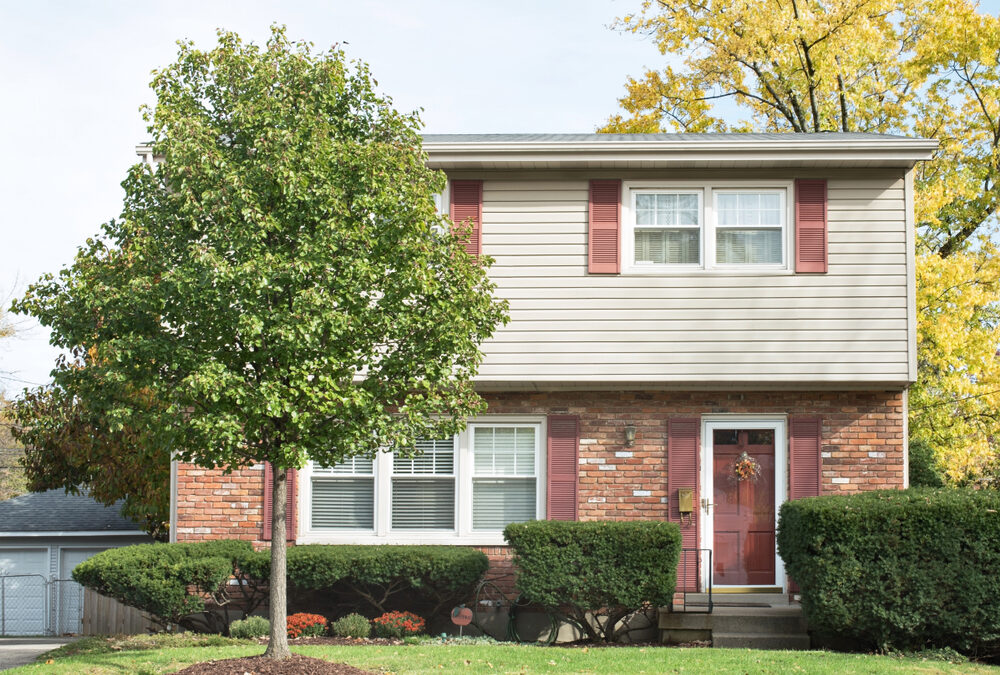 Which Trees Damage Foundations