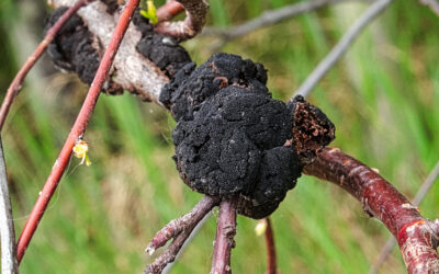 Black Knot Fungus