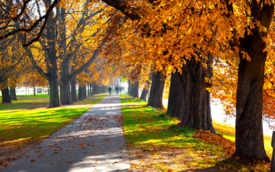 Ohio Trees in the Fall