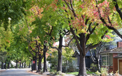 Preparing Your Property for Tree Work
