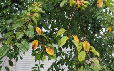 The Crabapple Conundrum: Why Apple Scab Disease Stresses Your Tree, and What to Do About It
