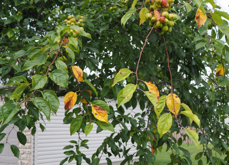The Crabapple Conundrum: Why Apple Scab Disease Stresses Your Tree, and What to Do About It