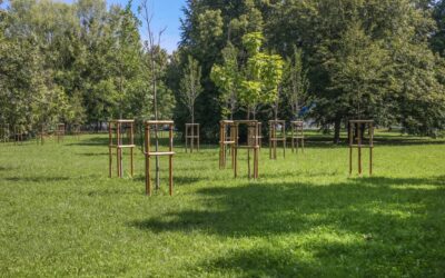 Tips For Taking Care Of A Young Tree