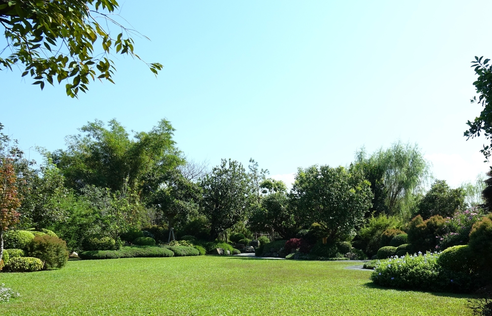 How Do Trees Contribute To Environmental Health?