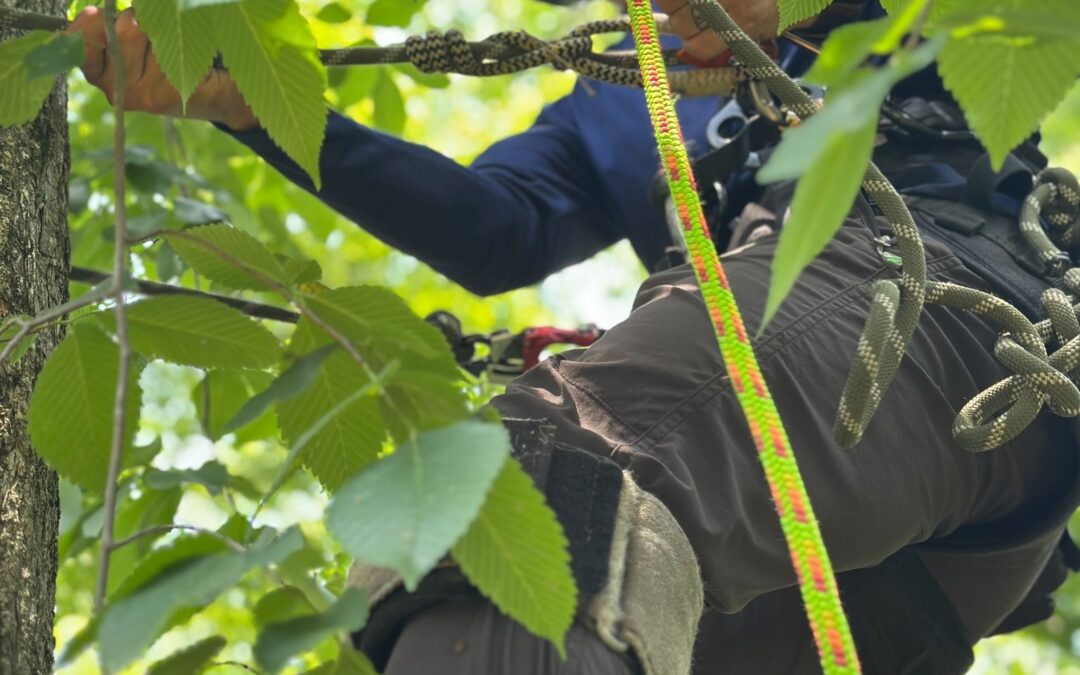 Can Overcrowded Branches Lead to Tree Health Issues?