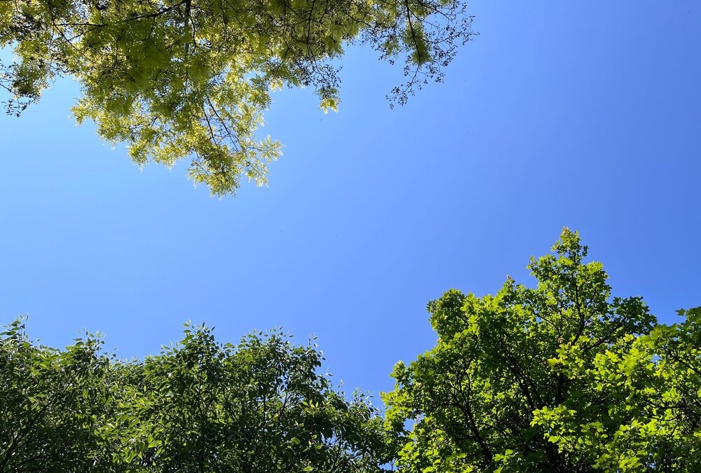 How Does Tree Topping Damage Long-Term Tree Health?