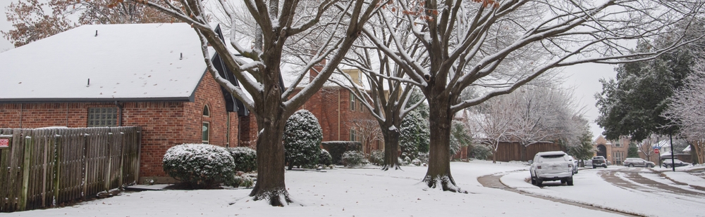 What Are The Benefits Of Pruning And Tree Care In Winter?