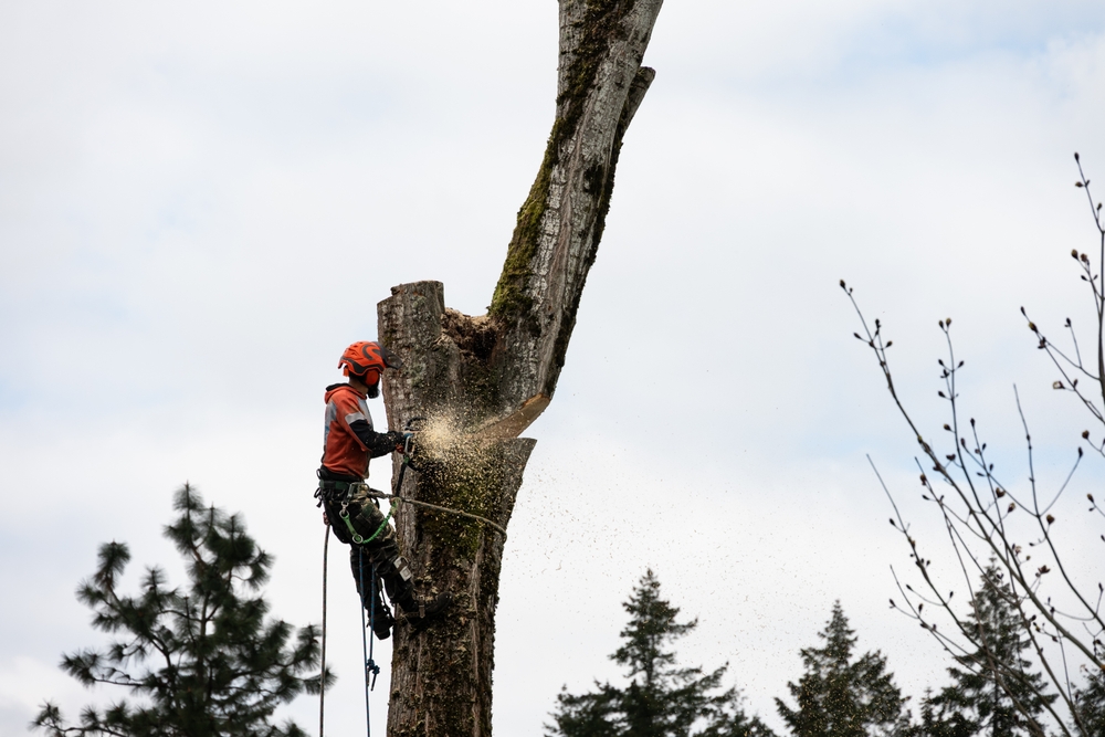 At Joseph Tree, Arborist Certification is a Priority