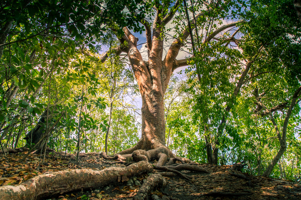 At Joseph Tree, Arborist Certification is a Priority