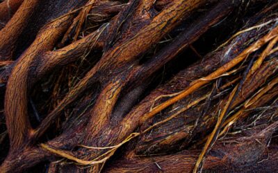 What Are The Early Signs Of Root Problems With My Trees?