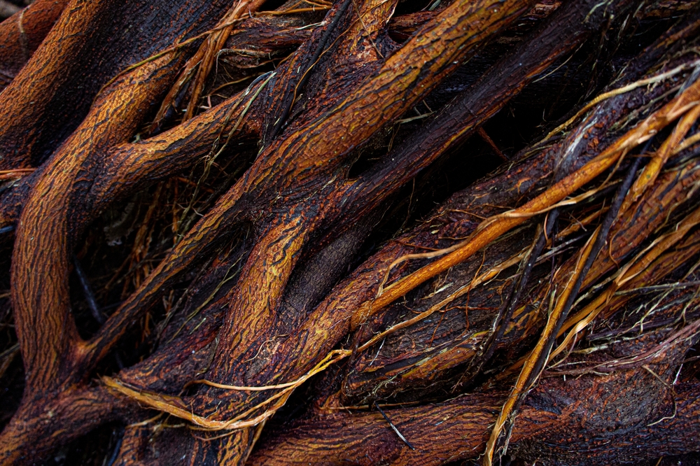 At Joseph Tree, Arborist Certification is a Priority