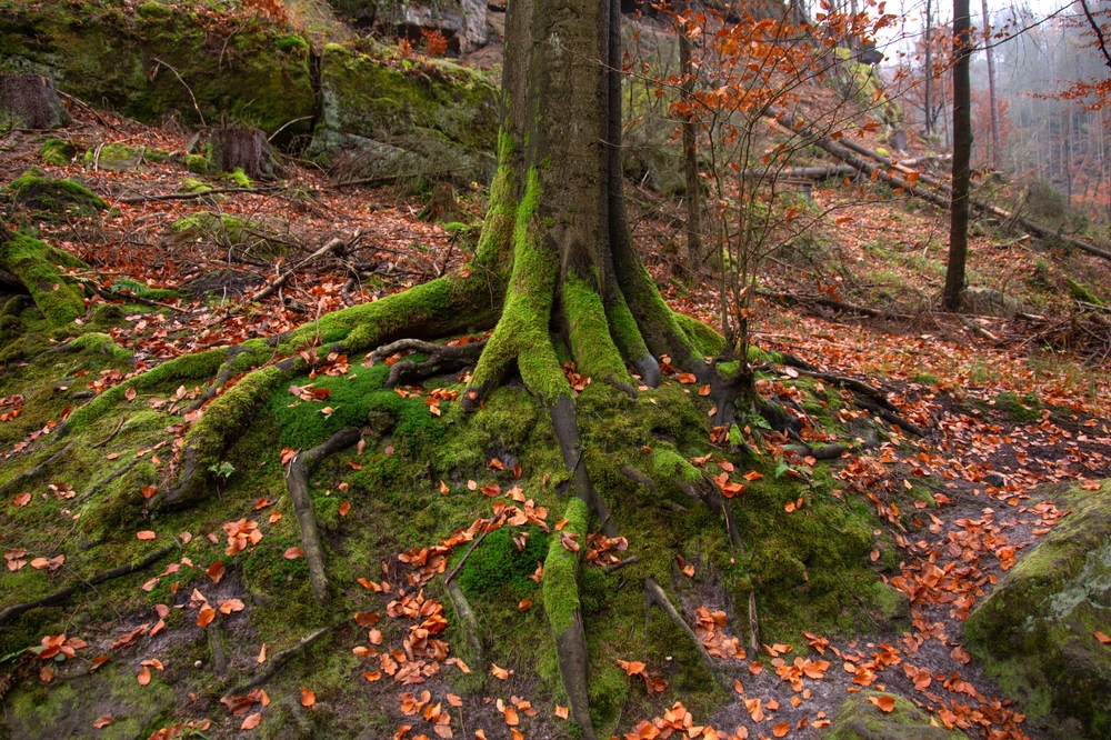 Additional Certifications