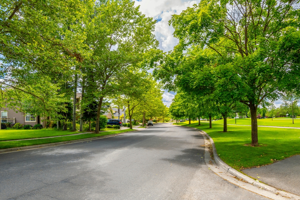 How Can I Protect Pavement and Pipes While Preserving Trees?