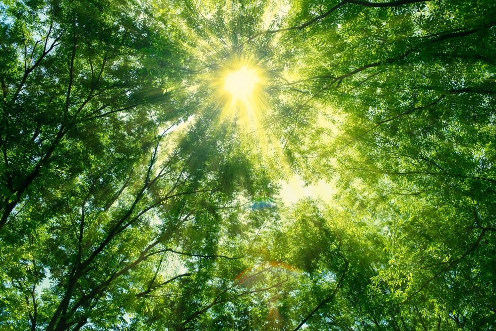 At Joseph Tree, Arborist Certification is a Priority