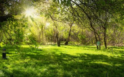 What Are The Advantages Of Planting Native Trees In Ohio?