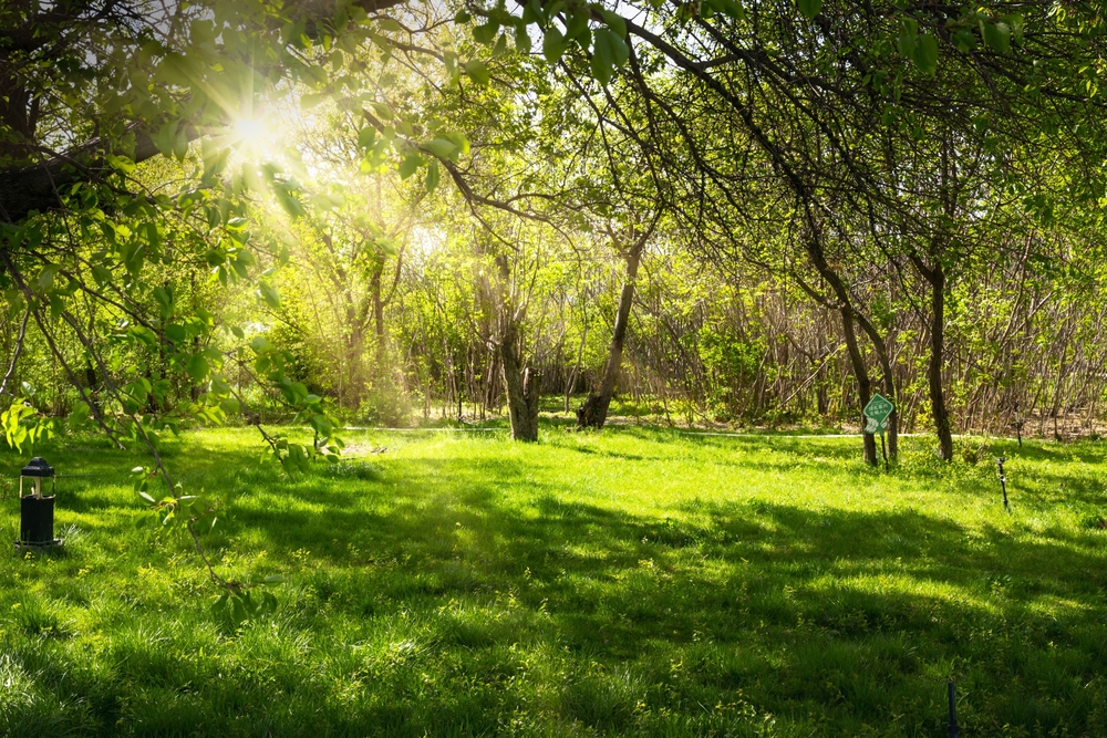 At Joseph Tree, Arborist Certification is a Priority