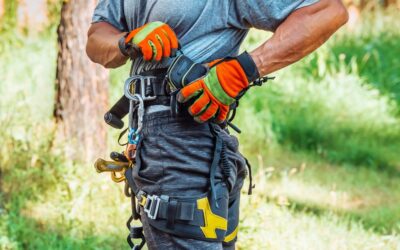 What are the Benefits of Using an ISA Certified Arborist?