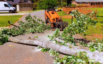 How Can I Stormproof My Trees Before Bad Weather Hits?