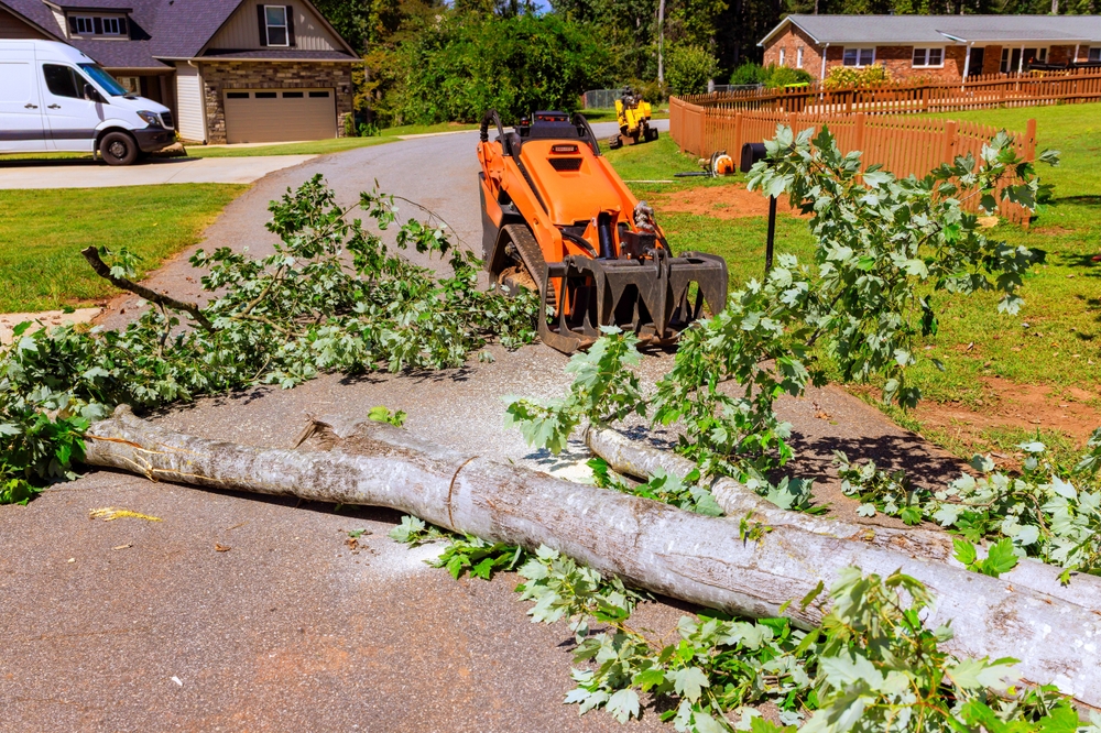 How Can I Stormproof My Trees Before Bad Weather Hits?