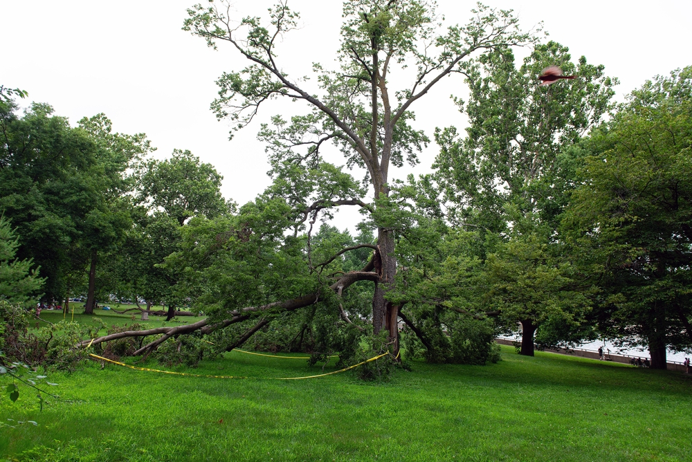 Additional Certifications