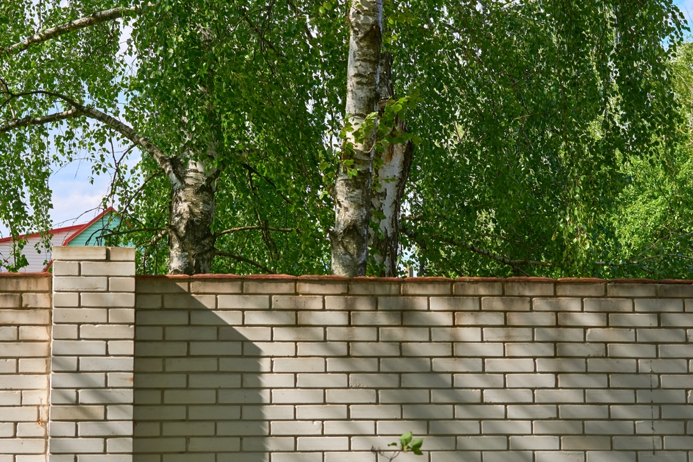 Why Do Homeowners Ignore Dangerous Tree Situations?