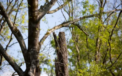 What Can Happen If You Don’t Properly Maintain Your Trees?
