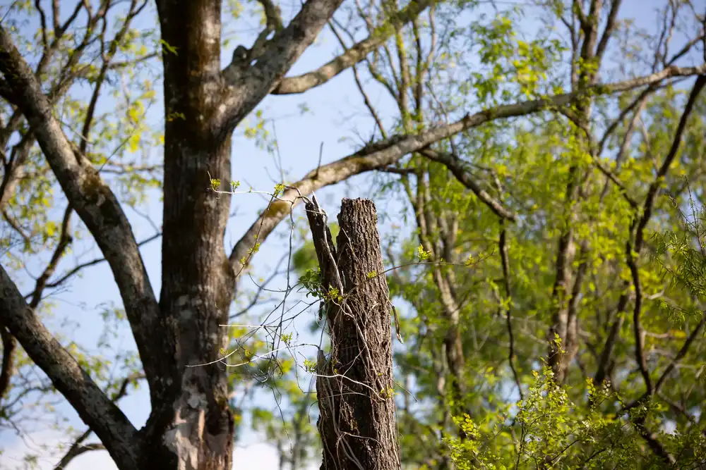 What Can Happen If You Don’t Properly Maintain Your Trees?