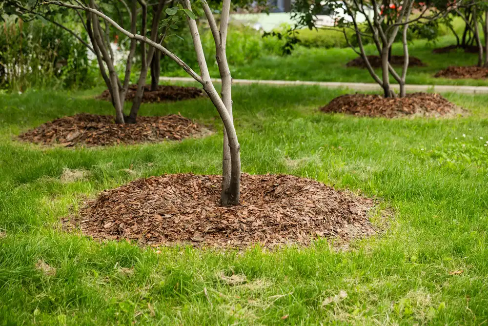 mulching-your-trees-to-protect-them-from-the-heat Mulching Your Trees to Protect Them from The Heat