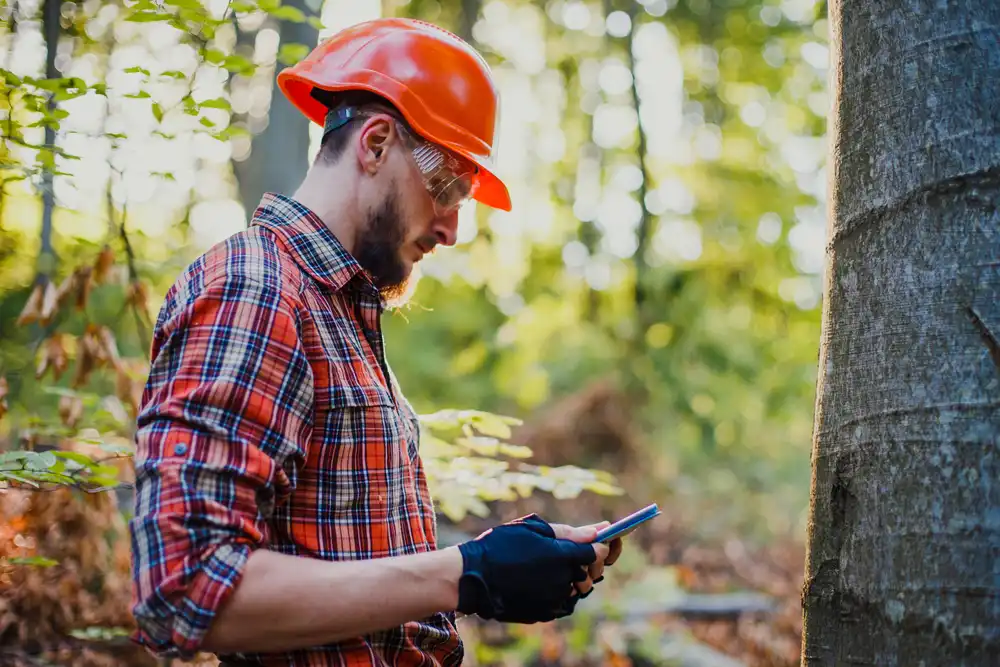 seasonal-tree-inspections-to-prepare-for-the-summer Seasonal Tree Inspections to Prepare for the Summer
