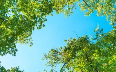 What Tree Care Do I Need During The Summer Months?