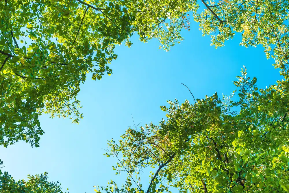 What Tree Care Do I Need During The Summer Months?