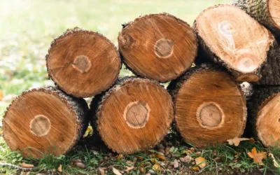 How to Determine if a Tree Needs Removed vs. Maintenance?