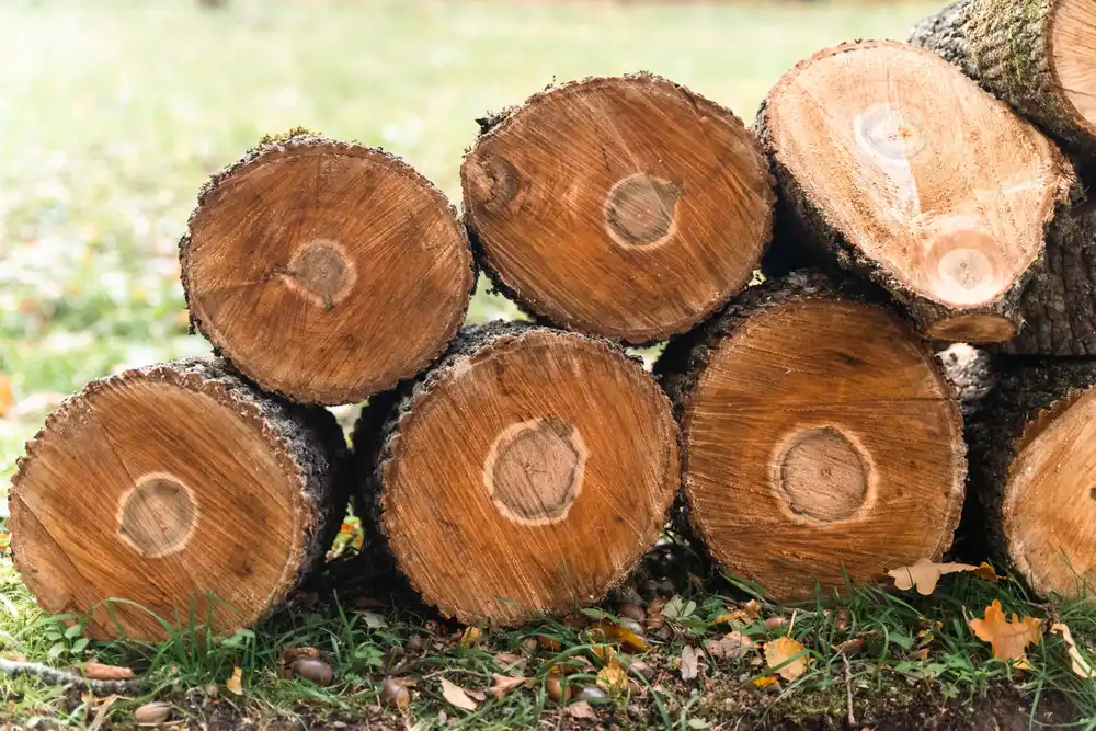 How to Determine if a Tree Needs Removed vs. Maintenance?