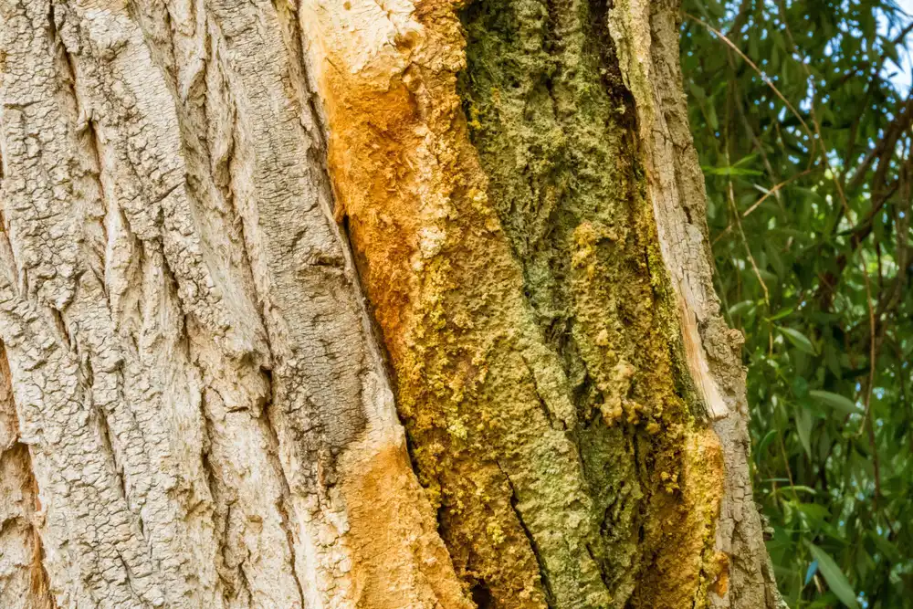 signs-your-tree-is-diseased--might-need-to-be-removed Signs Your Tree is Diseased & Might Need to Be Removed