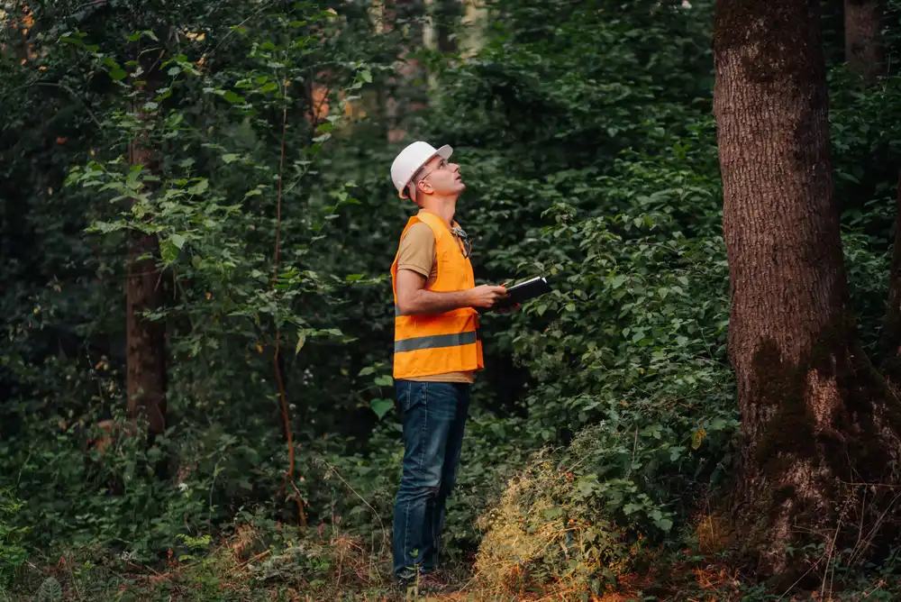 start-by-assessing-overall-tree-health Start By Assessing Overall Tree Health