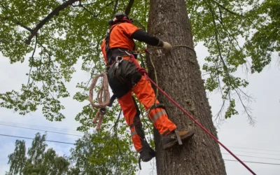 How Does the ISA Arborist Certification Process Work?