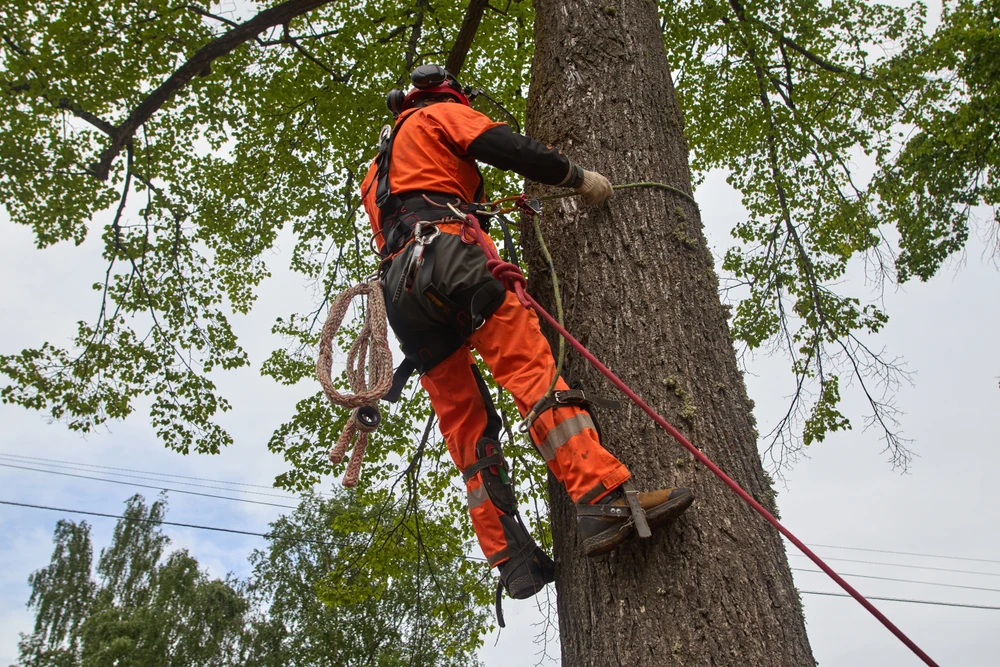 How Does the ISA Arborist Certification Process Work?